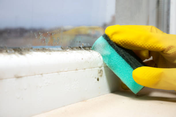 Mold Removal and Inspection in Piedmont, SD